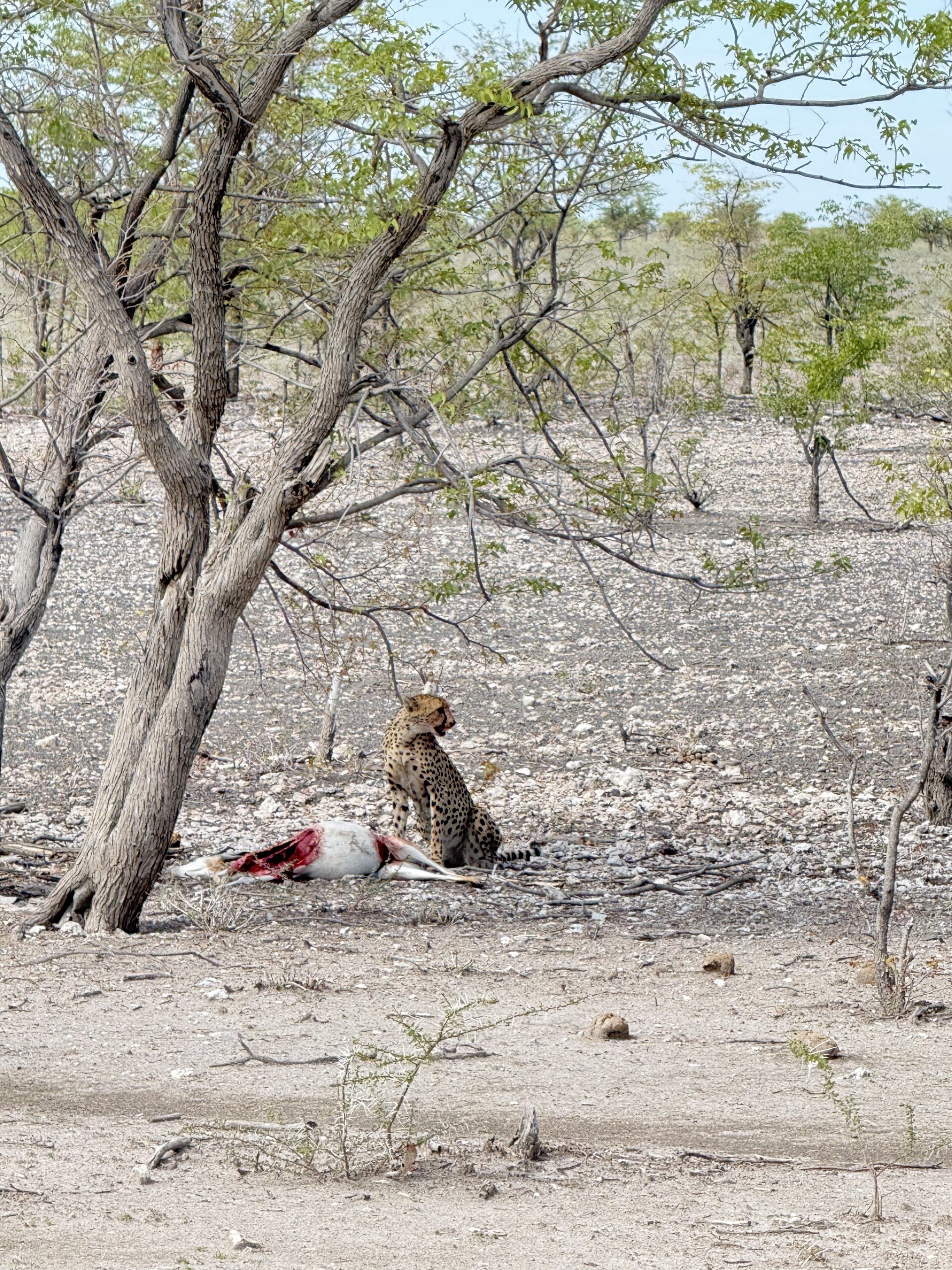 Etosha National Park